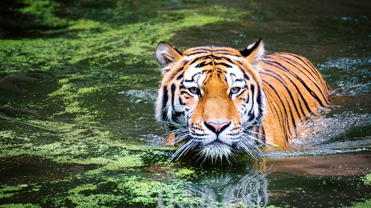 Chitwan National Park
